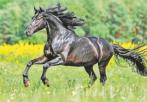 இசையால் இணைவோம்: குதிரைக்குப் பிடித்த இசை