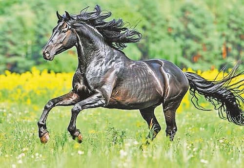 இசையால் இணைவோம்: குதிரைக்குப் பிடித்த இசை