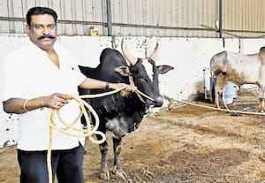 ஐந்து ஏக்கரில் அதிரவைக்கும் காளை உலகம்: 'திமில்' செருக்கு 'மிரட்டல்' பார்வையுடன்  50 காளைகள்