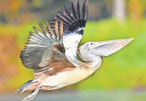 பேசும் பசுமை: எந்த மாவட்டம்?