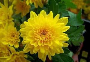 பண்டிகை காலச் சந்தைக்கு ஏற்ற சிறந்த சாமந்தி ரகங்கள்: சிறந்த தேர்வு எப்படி இருக்க வேண்டும்...!