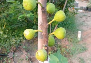 சவுடு மண்ணிலும் வளரும் புனே அத்தி