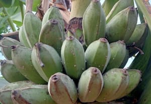 வாழை சாகுபடிக்கு இயற்கை உரம் சிறந்தது