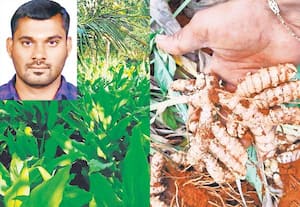 மரங்களுக்கு இடையே மஞ்சள் சாகுபடி