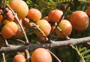 சவுடு மண்ணில் விளையும் இளஞ்சிவப்பு நெல்லிக்காய்