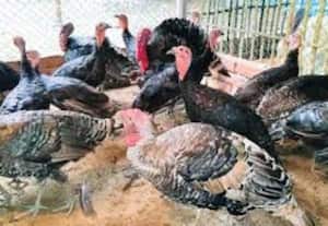 மூலிகை வைத்தியத்தில் வான் கோழிகளுக்கு சளி நீக்கம்