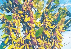 சோயா மொச்சை சாகுபடி