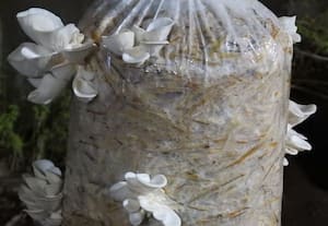 கணிசமான வருவாய்க்கு விசிறி காளான்