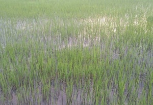 நெற்பயிர் நிற மாறுதலை கட்டுப்படுத்த ஆலோசனை