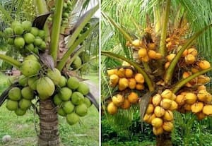 தென்னை இளங்கீற்றினிலே!