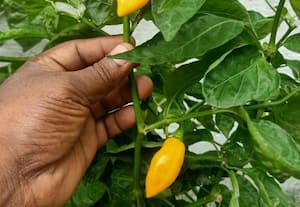 3 ஆண்டு மகசூல் தரும் நெய் மிளகாய்