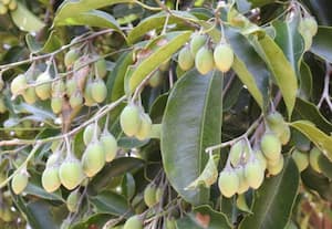 மருத்துவ குணம் நிறைந்த மகிழ மரம் வளர்ப்பு