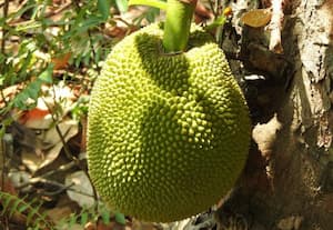 சவுடு கலந்த செம்மண்ணில் செழித்து வளரும் பலா மரம்