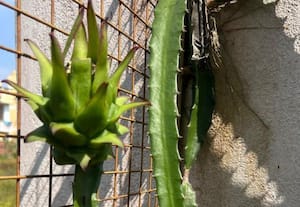 கம்பி வேலியிலும் டிராகன் பழச்செடி சாகுபடி