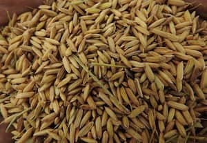 அனைத்து மண்ணிலும் விளையும் ஜெ.ஜி.எல்., - 24423 ரக நெல்