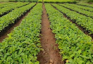 நல்ல வருவாய்க்கு நிலம்பூர் தேக்கு சாகுபடி