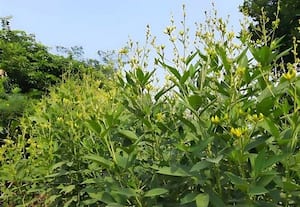 துவரை சாகுபடி செய்யலாம்