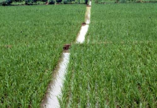 நெல் வயலில் மீன் வளர்க்கலாம்