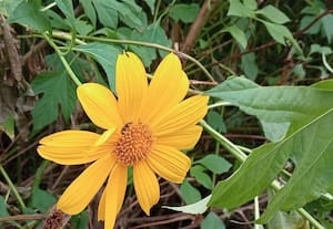 காட்டுப்பன்றிகளுக்கு காவலன் மெக்சிகோ சன் பிளவர் செடிகள்