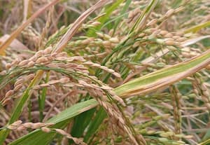 களிமண் நிலத்தில் திருப்பதி சாரம் ரக நெல் சாகுபடி