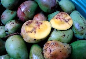 பழ ஈக்களும் கட்டுப்பாட்டு முறைகளும்