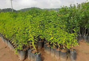 அதிக விலைக்கு விற்பனையாகும் ரோஸ் உட் மரம்