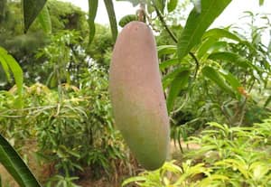 தாய்லாந்து ஐவேரி ரக மாம்பழம் நம்மூர் சவுடு மண்ணிலும் சாகுபடி