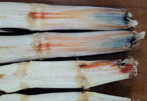 கரும்பில் செவ்வழுகல் நோயை கட்டுப்படுத்த கரைசல் தெளிப்பு