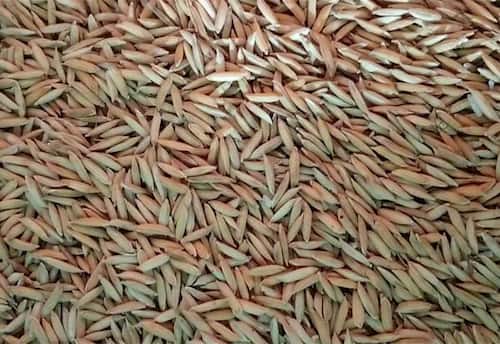 இயற்கை விவசாயத்திலும் சாத்தியமாகும் கோவை - 58 ரக நெல்