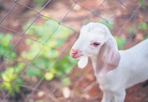 பேரொளியின் கனல் மொழி