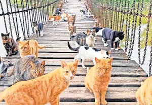 பூனைகளுக்கு இங்கு பஞ்சமில்லை!