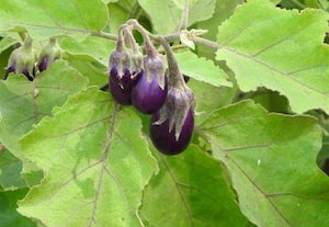 சுண்டைக்காய் வேரில் உஜ்ஜாலா கத்திரி  சாகுபடி