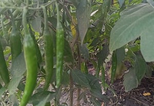 டூம் ரக பச்சை மிளகாயில் அதிக வருவாய்