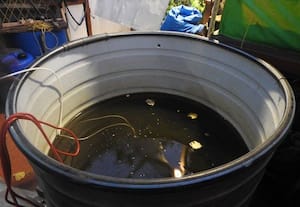 மாடி தோட்டத்தில் மீன் வளர்ப்பு