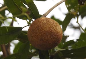 சவுடு மண்ணில் அதிக மகசூல் தரும் மினி சப்போட்டா