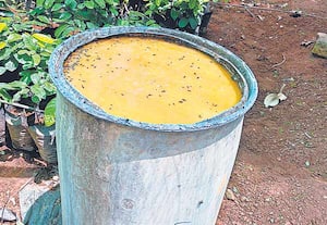 புண்ணாக்கு கரைசல் தயாரிக்கலாம்