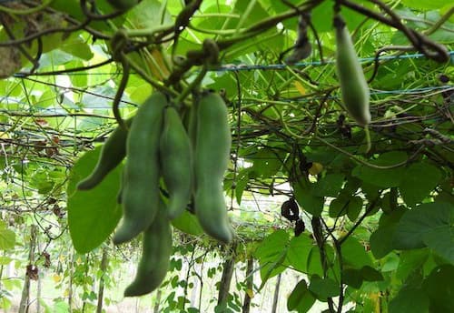 நரம்பு தளர்ச்சிக்கு அருமருந்தாகும் வெள்ளை நிற பூனைக்காலி