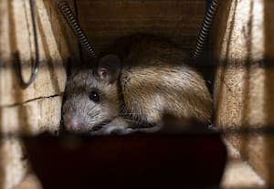 பேரொளியின் கனல் மொழி