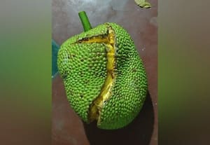பலா பழ வெடிப்பை தவிர்க்க கரைசல் தெளிப்பு