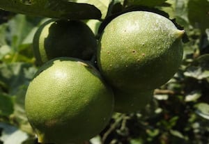 ஊறுகாய்க்கு உகந்தது தைவான் எலுமிச்சை