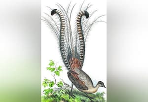 மிமிக்ரி பறவை!