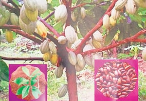 ரப்பரில் ஊடுபயிராக கோகோ