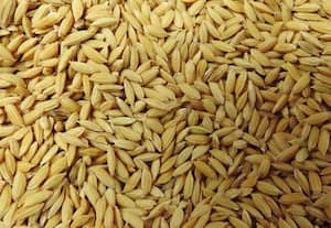 நார்ச்சத்து அதிகமுள்ள கிச்சிலி சம்பா நெல்