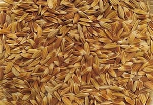 செம்மண் நிலத்தில் கருடன் சம்பா நெல் சாகுபடி