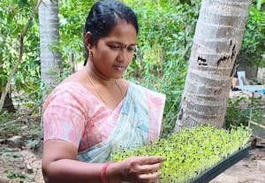 விவசாயத்தில் மைக்ரோ கிரீன்ஸ்