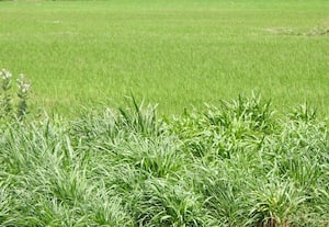 காட்டுப்பாக்கத்தில் நாளை தீவன புல் வளர்க்கும் பயிற்சி