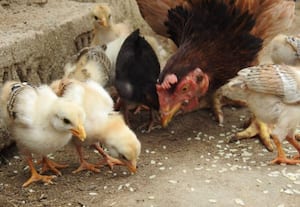 கோழி வளர்ப்புக்கு உகந்தது இயற்கை தீவனம்