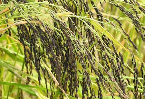  செம்மண் நிலத்திலும் சாகுபடியாகும் இலுப்பை பூ சம்பா ரக நெல்