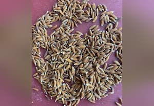 செம்மண் நிலத்தில் ரத்தசாலி ரக நெல் சாகுபடி