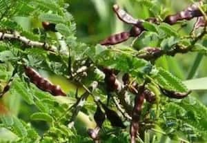 மலை மண்ணில் சீயக்காய் சாகுபடி